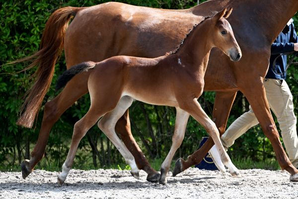 CASSANDRA V/H GOUDEN BIT Z - Striking sister of 1.45m